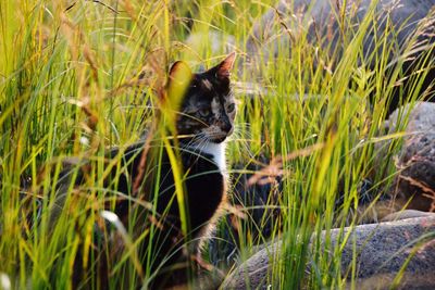 Cat in grass