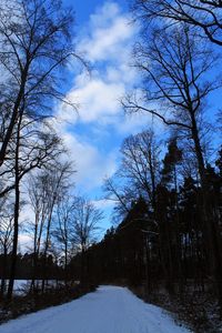 Low angle view of snow covered trees in forest