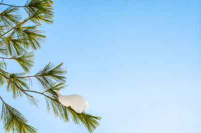 Low angle view of coconut palm tree against clear blue sky