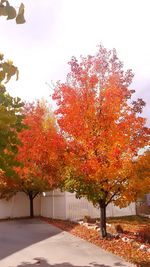 Maple tree against sky during autumn