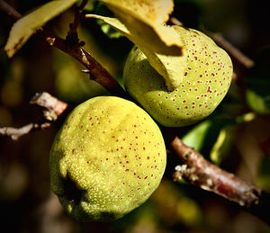 Close-up of fruit growing on tree