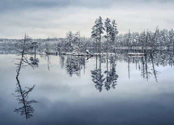 Reflection of tree in lake against sky