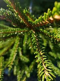 Close-up of fern leaves