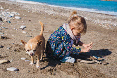 Portrait of dogs on beach