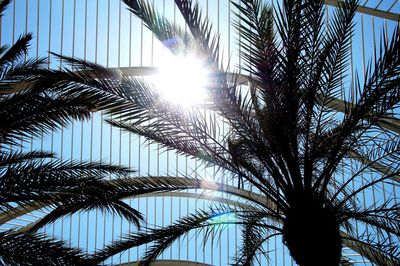 Low angle view of palm trees against clear sky