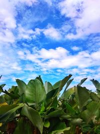 Close-up of fresh green leaves against sky