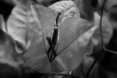 Close-up of flower against blurred background