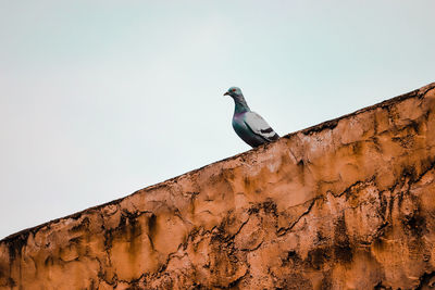 Bird perching on retaining wall against clear sky