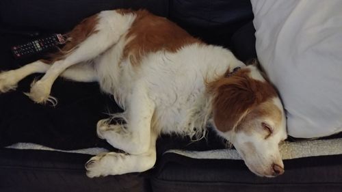 Close-up of dog sleeping