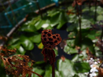 Close-up of wilted flower