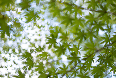 Close-up of white flowering plants