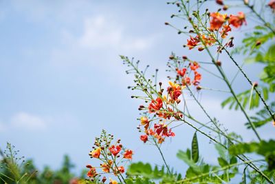 Low angle view of red flowers