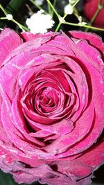 Close-up of pink rose blooming outdoors