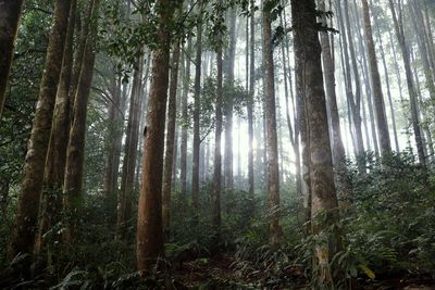 Low angle view of bamboo trees in forest