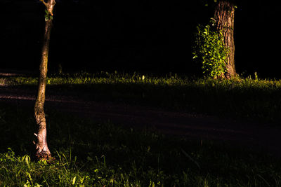 Trees on field at night