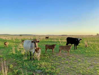 Cows standing in a field