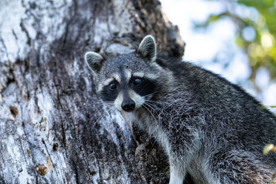 Young raccoon procyon lotor marinus forages for food in naples florida among the forest.