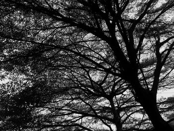 Low angle view of tree in forest