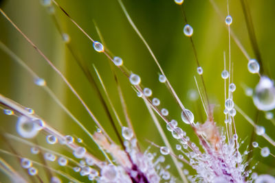 Full frame shot of wet plant with rain drops