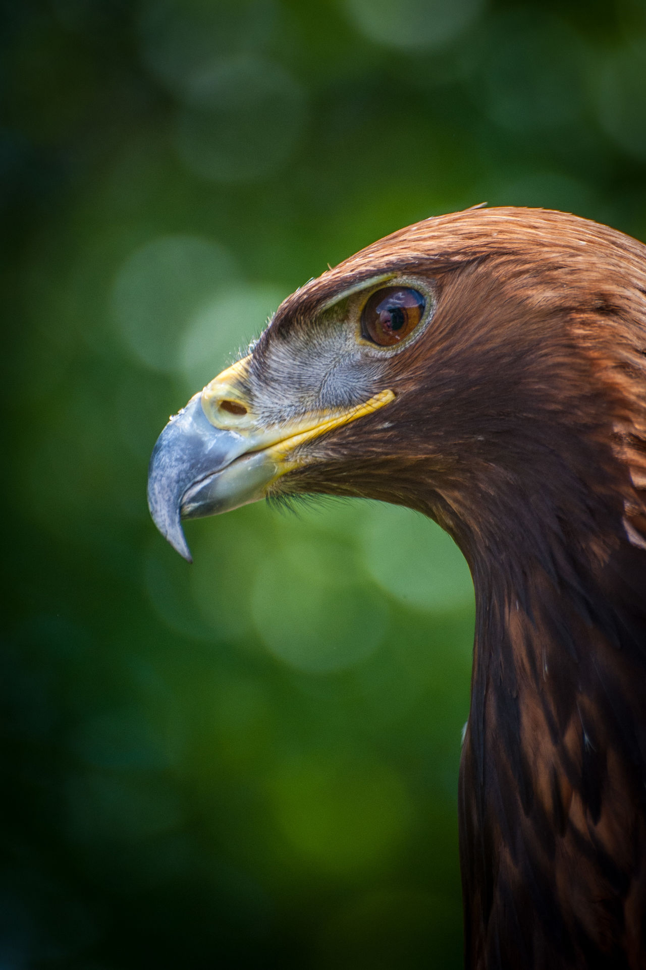 Eagle portrait