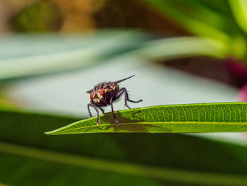 Close-up of insect on leaf