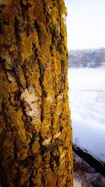 Close-up of tree trunk during winter