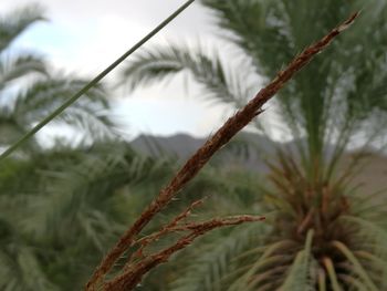 Close-up of plant against blurred background