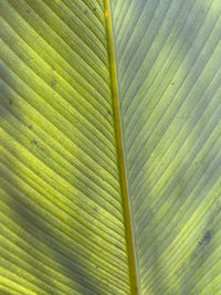 Full frame shot of palm tree leaves