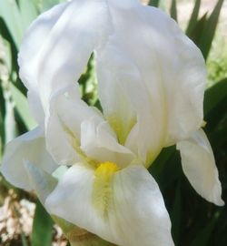 Close-up of white daffodil