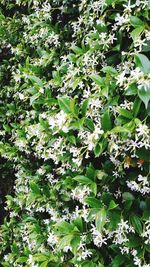 White flowers growing on plant