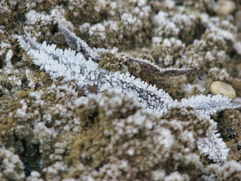 Close-up of snow covered leaves