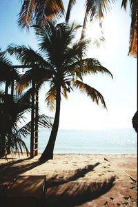 Palm trees on beach