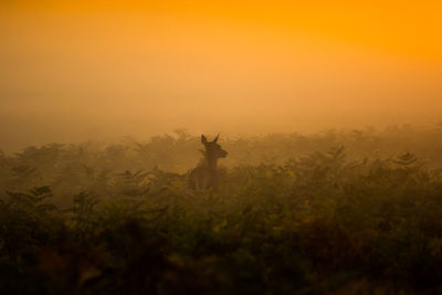 Silhouette of fallow deer at bushy park at dusk