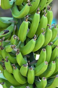 Close-up of fruits on tree