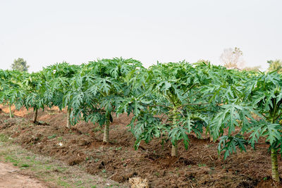 Crops growing on field against sky