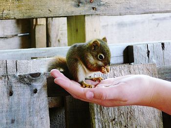 Midsection of hand feeding squirrel