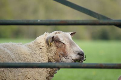 Sheep standing in a fence