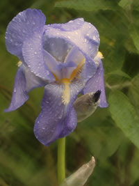 Close-up of raindrops on purple iris flower