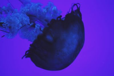 Close-up of jellyfish against blue background