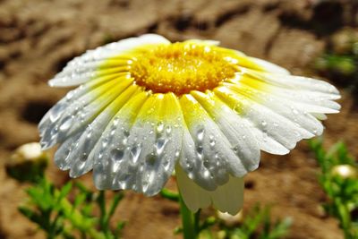 Close-up of wet flower on plant