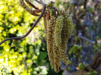 Close-up of flower tree