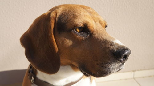 Close-up of a dog looking away