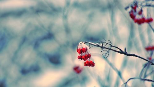 Close-up of red berries on tree