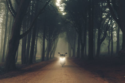 Road amidst trees in forest