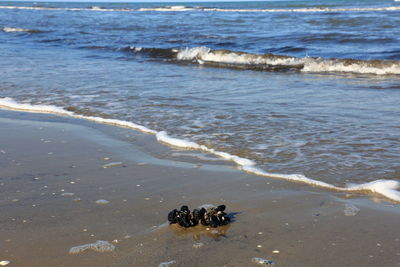 View of crab on beach