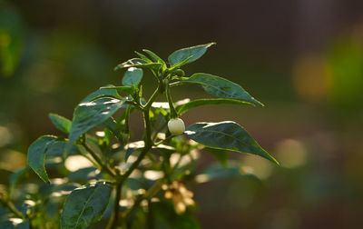 Close-up of fresh green plant