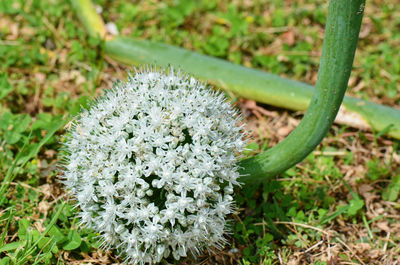 Close-up of white flowers