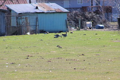 Sheep grazing on grassy field