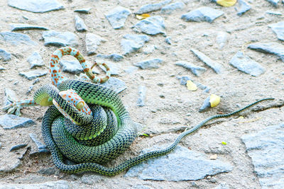 High angle view of lizard on rock