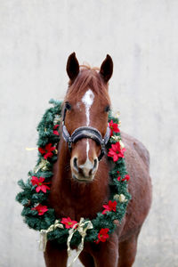 Portrait of a horse